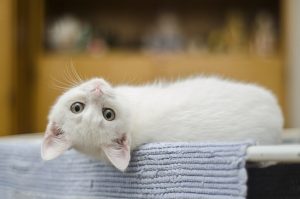 Lees meer over het artikel Kattenpis verwijderen uit bank, meubels en bed: DIY & Tips